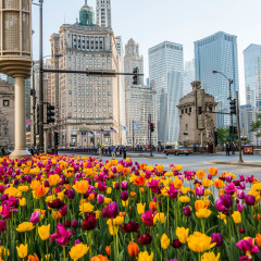 Michigan Ave spring time photography
