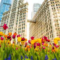 Wrigley Building spring time low angle